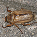 Summer Chafer - Photo (c) Kim Falck, some rights reserved (CC BY-NC), uploaded by Kim Falck