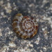 Diemenoropa kingstonensis - Photo (c) taphanyx03, alguns direitos reservados (CC BY-NC)