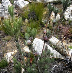 Leucadendron album