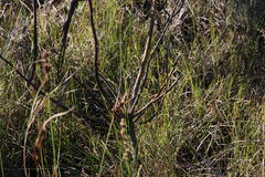 Cyclopia pubescens