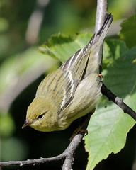 Setophaga striata
