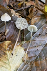 Mycena rebaudengoi