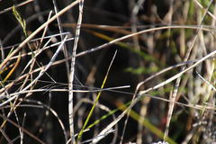 Cyclopia pubescens