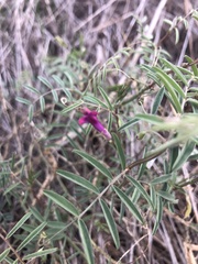 Vicia monantha