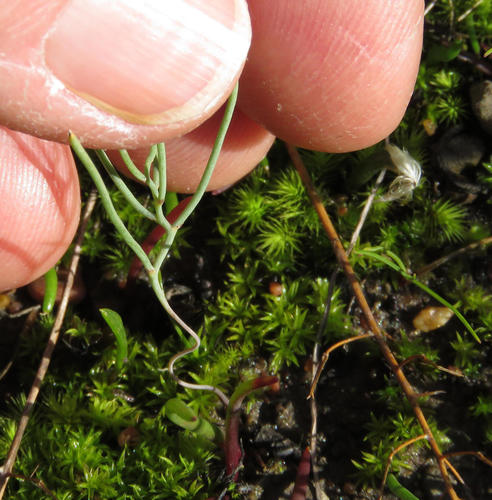 Eriospermum spirale