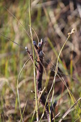 Cyclopia pubescens