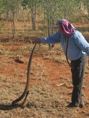 Aspidites melanocephalus