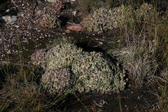 Corpuscularia lehmannii