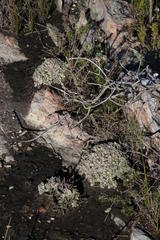 Corpuscularia lehmannii