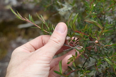 Leptospermum variabile