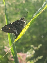 Codatractus alcaeus alcaeus