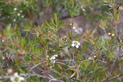 Leptospermum variabile