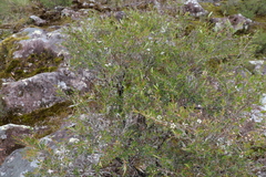 Leptospermum variabile