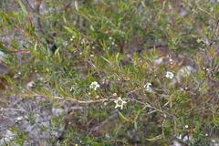 Leptospermum variabile