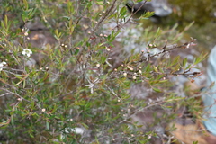 Leptospermum variabile