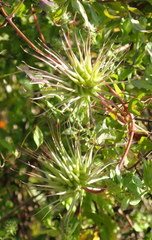 Clematis crispa
