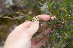 Leptospermum variabile