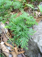 Selaginella stauntoniana