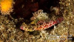 Synchiropus stellatus