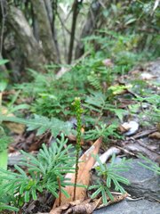 Selaginella stauntoniana