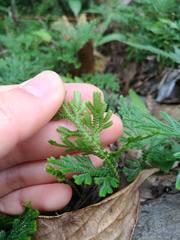 Selaginella stauntoniana