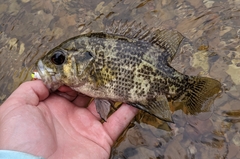 Ambloplites ariommus