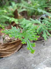 Selaginella stauntoniana
