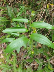 Geitonoplesium cymosum