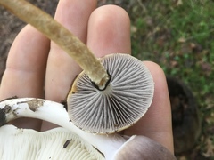 Leratiomyces squamosus thraustus