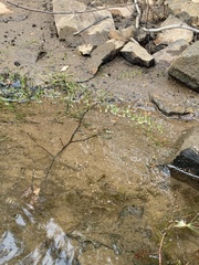 Eriocaulon aquaticum