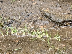 Eriocaulon aquaticum