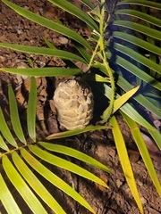 Zamia loddigesii