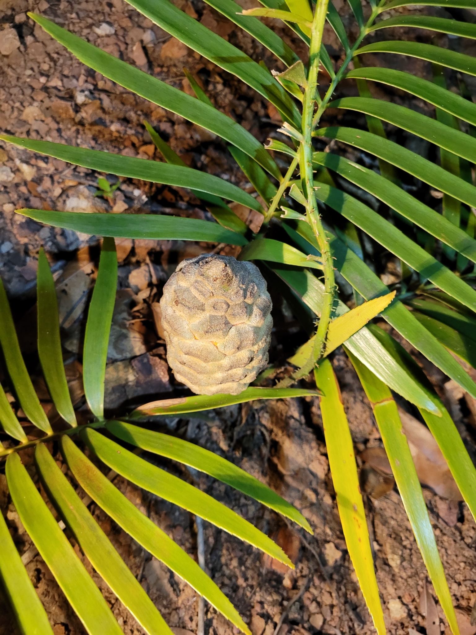 Zamia loddigesii