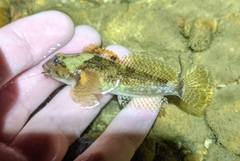 Cottus immaculatus