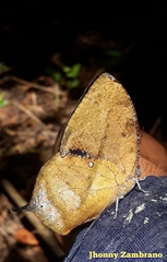 Charaxinae