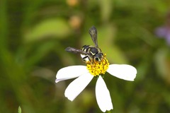 Paranthidium gabbii
