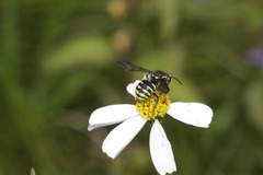 Paranthidium gabbii