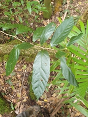 Alangium villosum