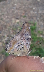 Historis acheronta