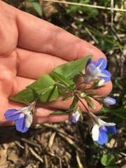 Collinsia verna