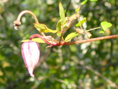 Clematis crispa