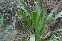Doryanthes palmeri