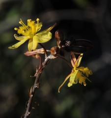 Bulbine frutescens