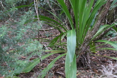 Doryanthes palmeri