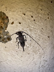 Acanthocinus nodosus