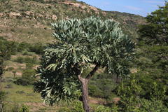 Cussonia