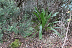 Doryanthes palmeri