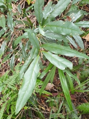 Beilschmiedia elliptica