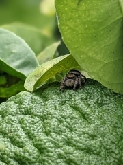Phidippus