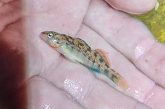 Etheostoma spectabile